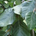 Fagus sylvatica pendula feuille